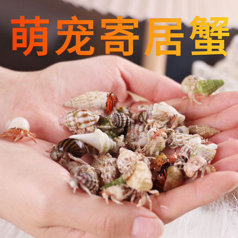 寄居蟹豆丁1公斤约300-400只